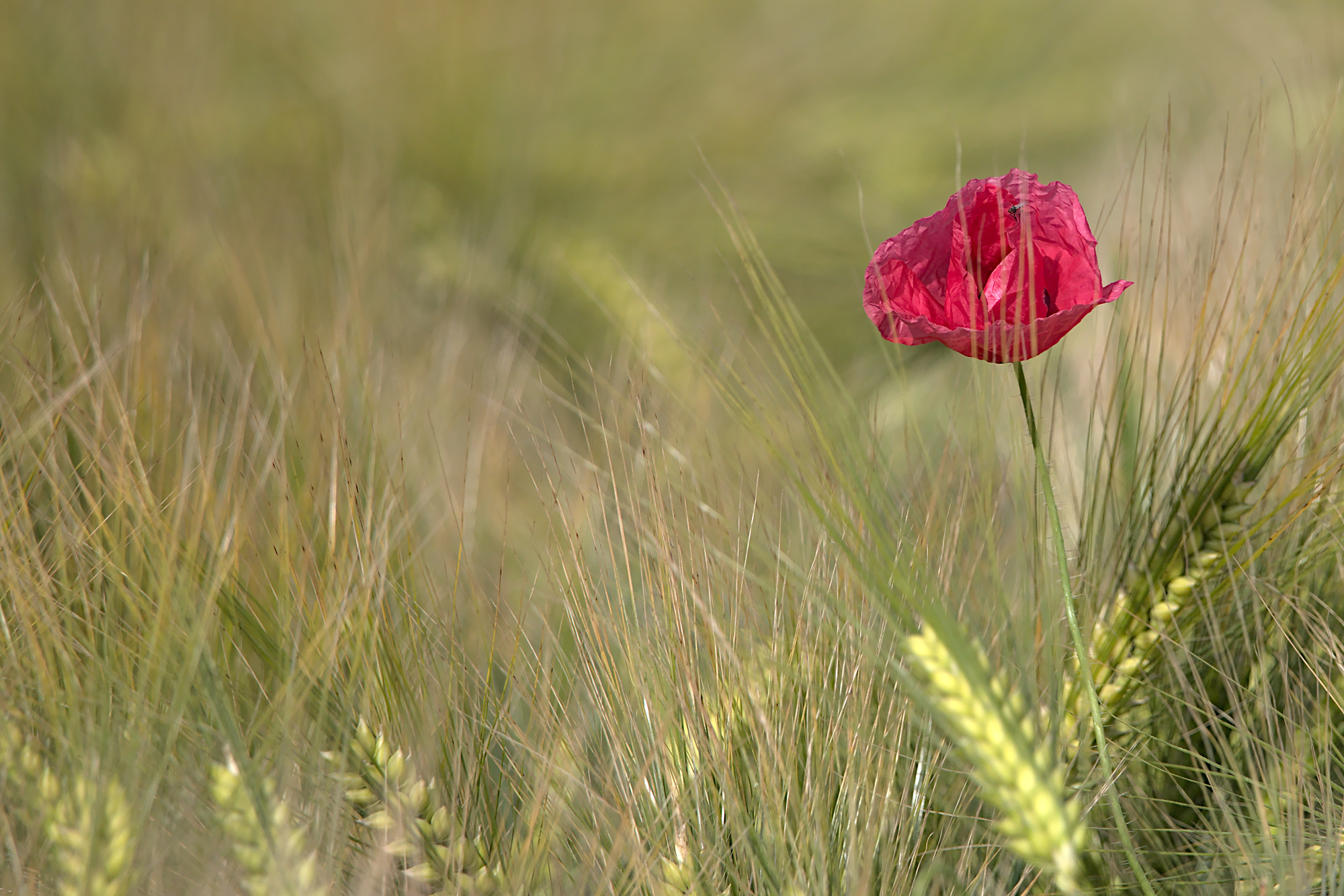 Mohn in der Gerste